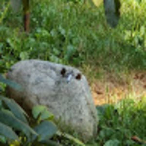 Meet your Posher, Amy budzienski